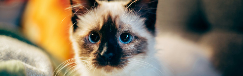 A small kitten with brown fur around the face and big blue eyes, a photo by Nirzar Pangarkar on Unsplash