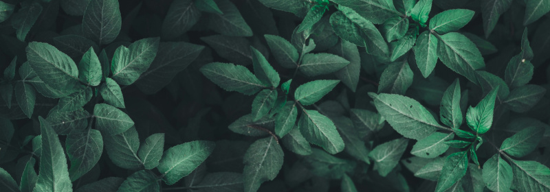 Green leaves filling the screen