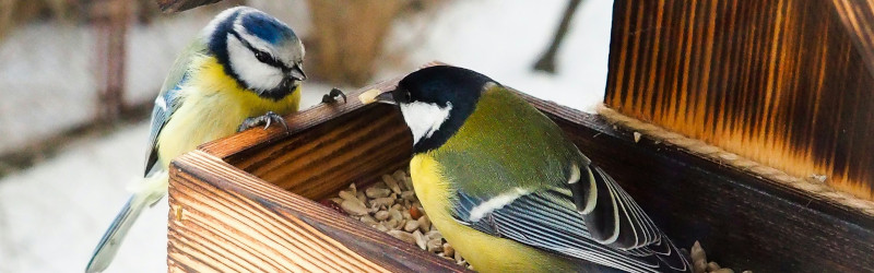 Two blue tits sit on a bird feeder, in a photo by Lidia Stawinska from Unsplash